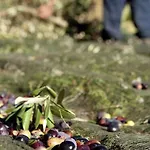 Provence And Lavender Estoublon