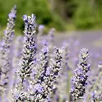 Provence And Lavender