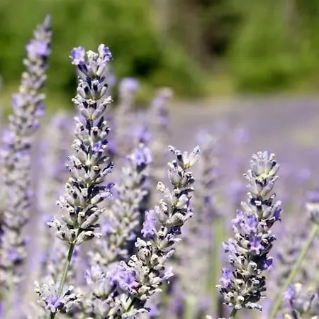 Provence And Lavender