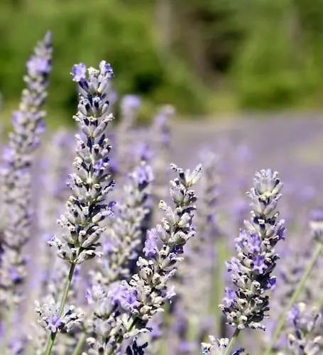 Provence And Lavender